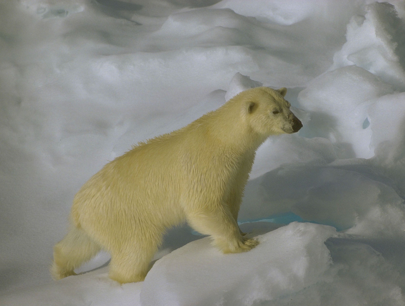 Polar bear standing on top of snow