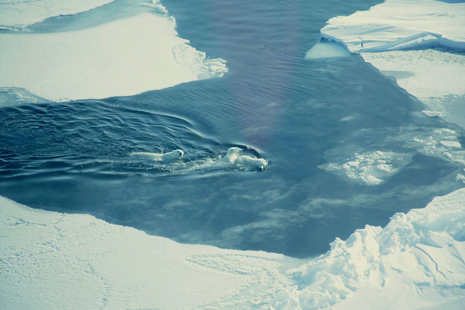 Aerial photograph of melting sea ice