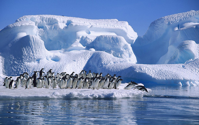 Angell Williams, 2007 Adelie Penguins