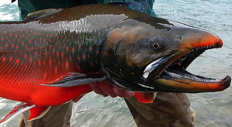 Arctic Char from Trois-Rivières