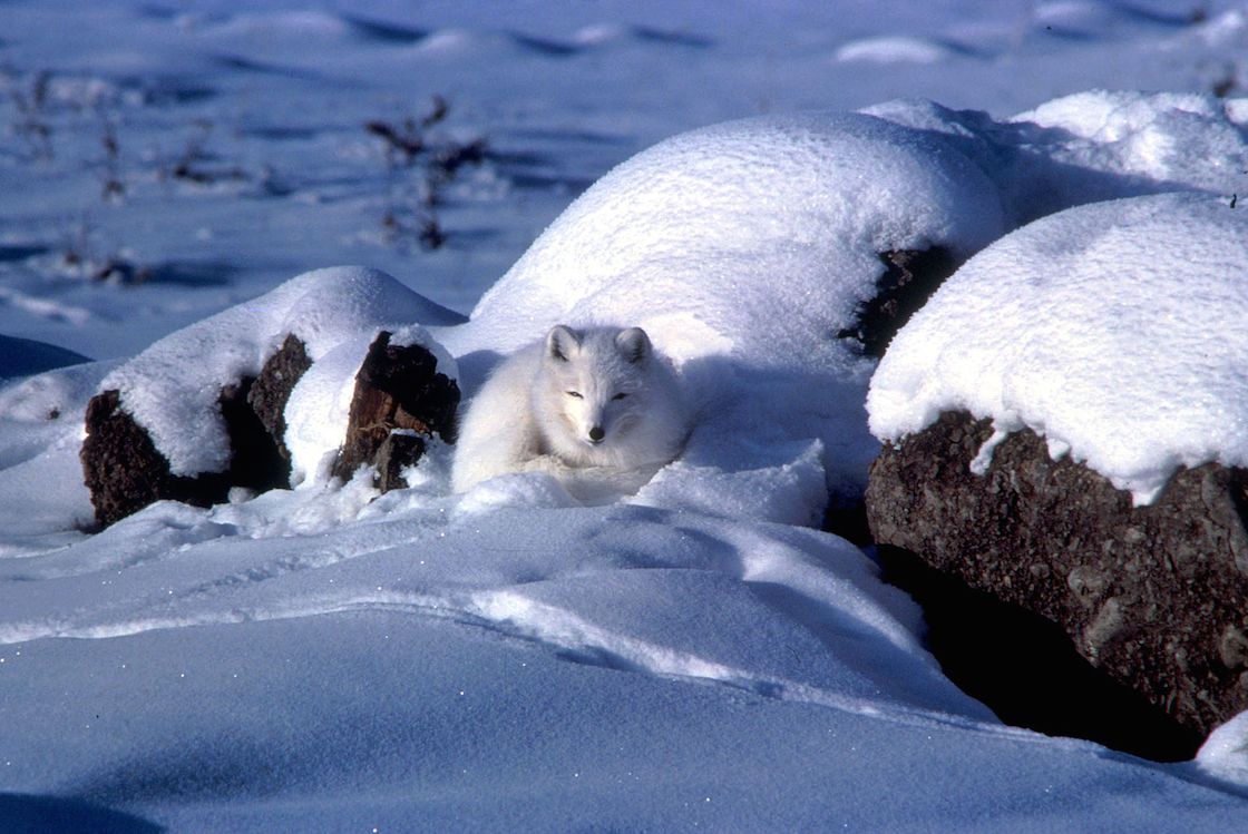 Arctic fox curled up in snow cover