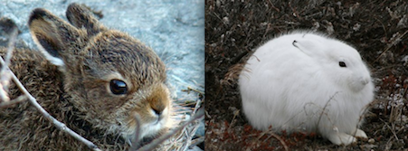 Arctic Hare