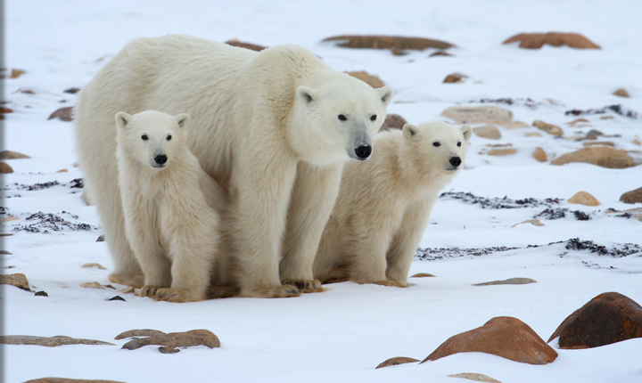 Polar Bear