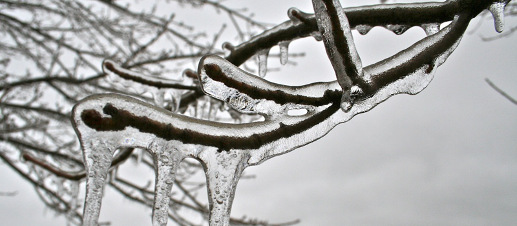 Ice covered tree branch