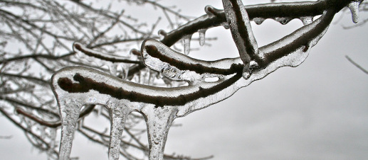http://www.cnrcwp.uqam.ca Ice covered tree branch