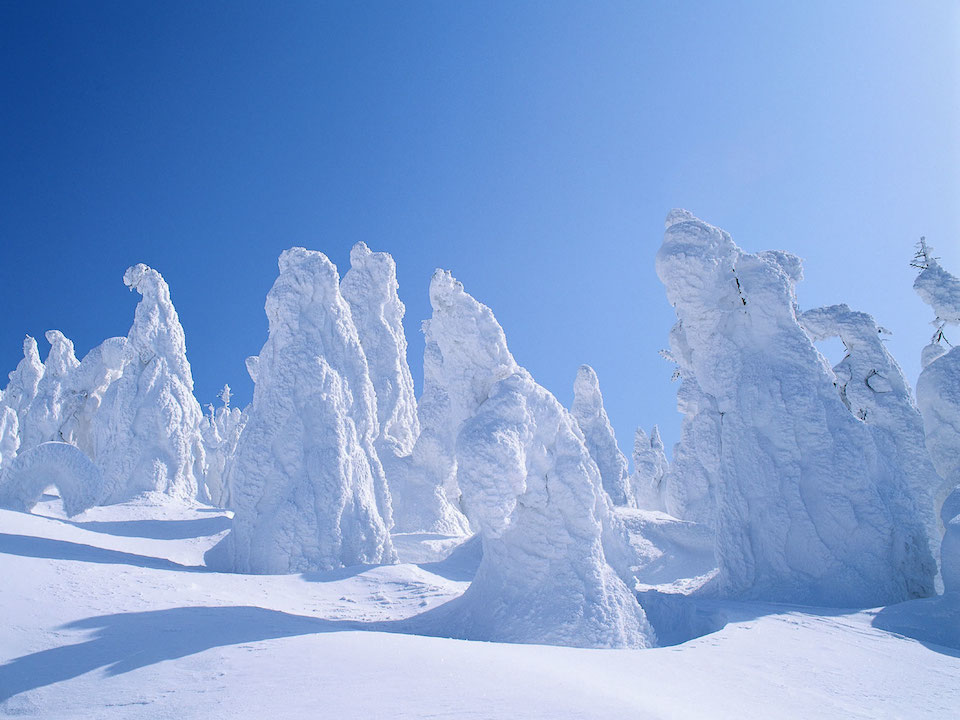 Snow covered trees (Wikimedia Commons)