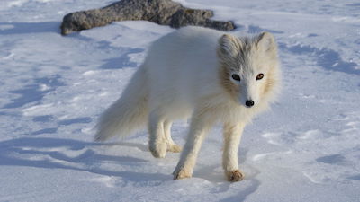 Arctic fox walking in the snow