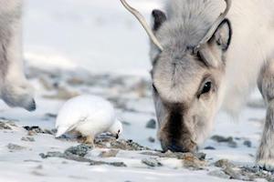 Arctic animals foraging for food beneath snow