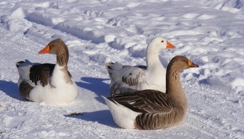 Geese in snow