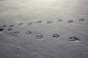 Goose track in snow